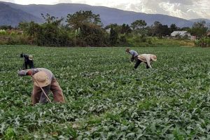 Những sản phẩm mang thương hiệu Krông Pa